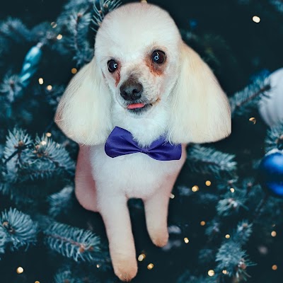Photo associated with Jem's Pet Grooming