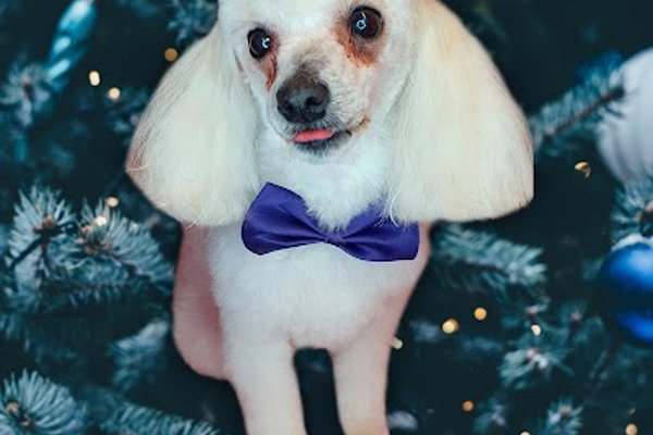 Photo associated with Jem's Pet Grooming
