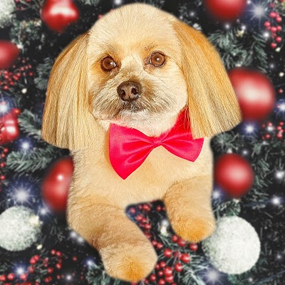 Photo associated with Jem's Pet Grooming