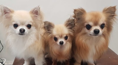Photo associated with The Fab Fur