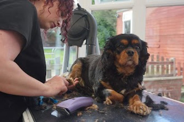 Photo associated with Cb Grooming