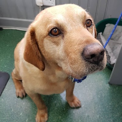 Photo associated with Karen's Canine Cuts
