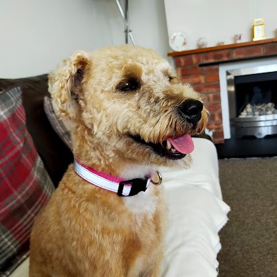 Photo associated with Karen's Canine Cuts