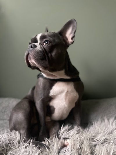 Photo associated with Kinga's Dog Grooming