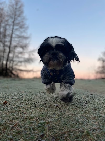 Photo associated with Kinga's Dog Grooming