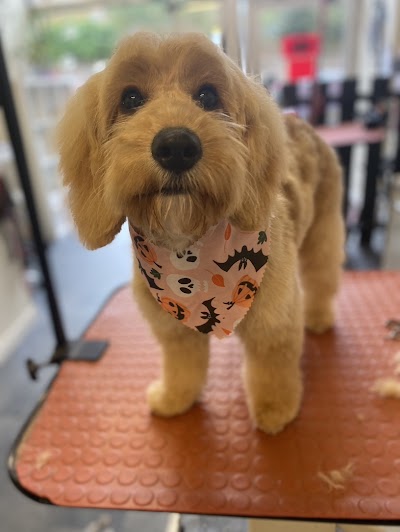 Photo associated with Kinga's Dog Grooming
