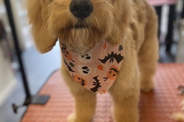 Photo associated with Kinga's Dog Grooming