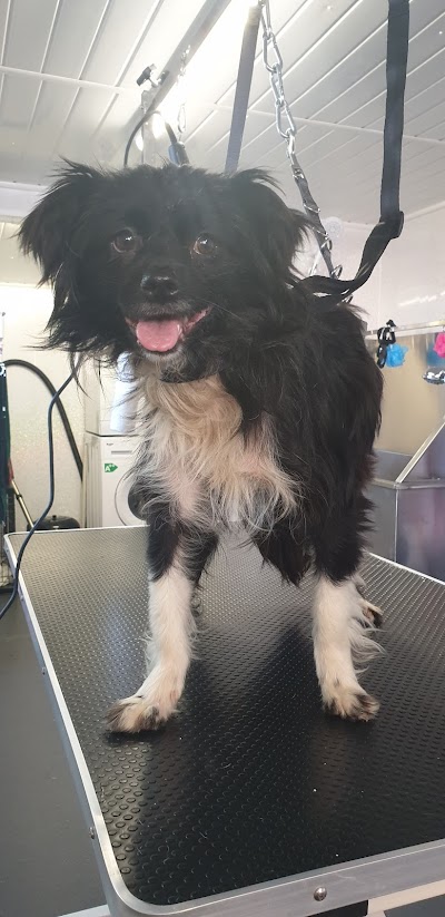 Photo associated with Ruff Cuts Dog Grooming Glasgow Knightswood