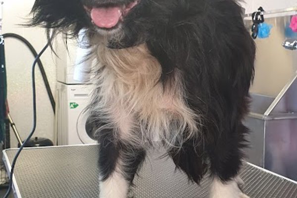 Photo associated with Ruff Cuts Dog Grooming Glasgow Knightswood