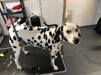 Photo associated with Ruff Cuts Dog Grooming Glasgow Knightswood