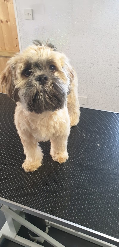 Photo associated with Ruff Cuts Dog Grooming Glasgow Knightswood