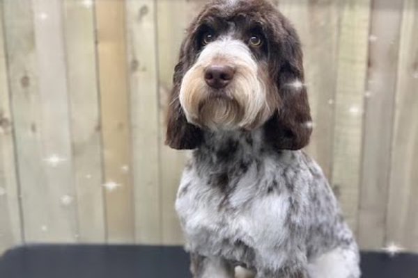 Photo associated with Pride & Groom Dog Groomer