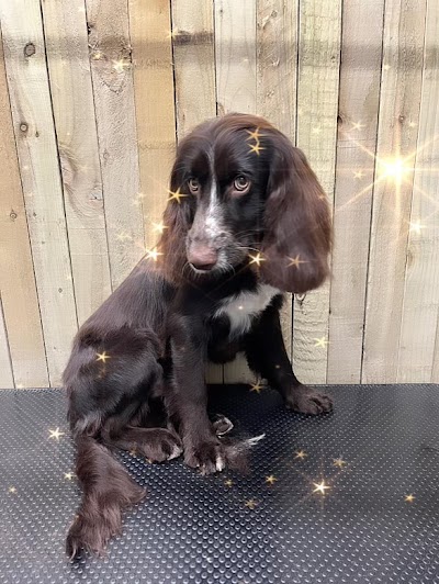 Photo associated with Pride & Groom Dog Groomer