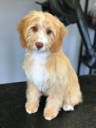 Photo associated with Charnwood Dog Grooming