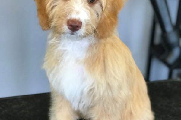 Photo associated with Charnwood Dog Grooming