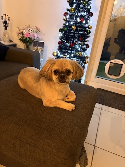 Photo associated with Aliwags Pet Grooming