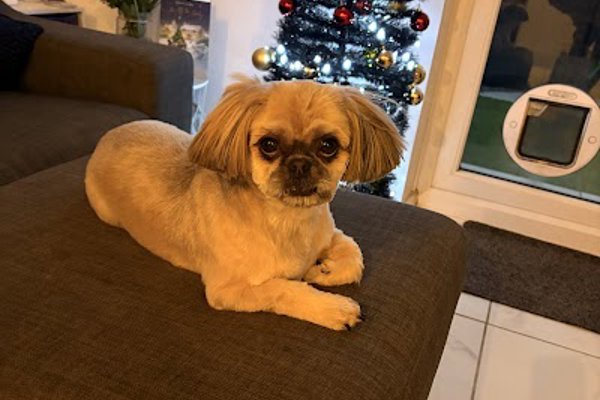 Photo associated with Aliwags Pet Grooming