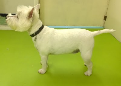 Photo associated with Aliwags Pet Grooming