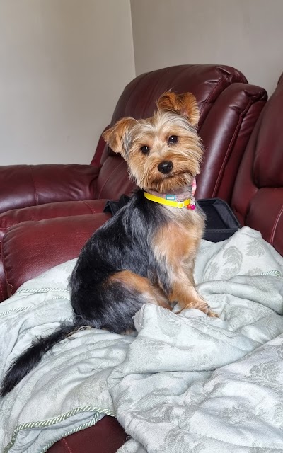Photo associated with Snip & Clip Dog Grooming