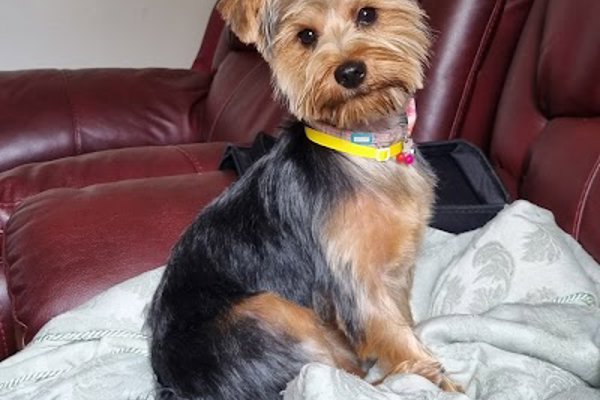 Photo associated with Snip & Clip Dog Grooming