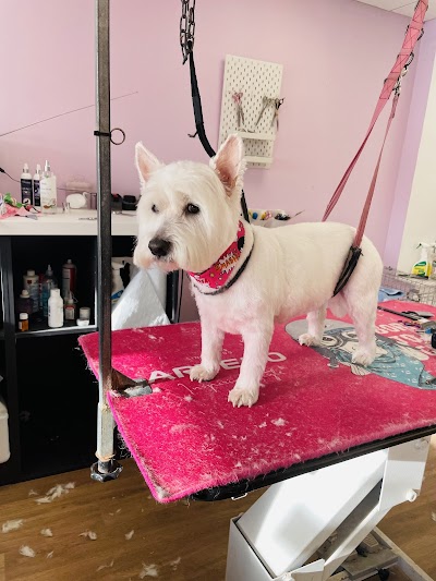 Photo associated with Snip & Clip Dog Grooming