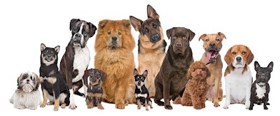 Photo associated with Snip & Clip Dog Grooming