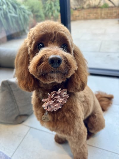 Photo associated with London Dog Grooming Co.Battersea
