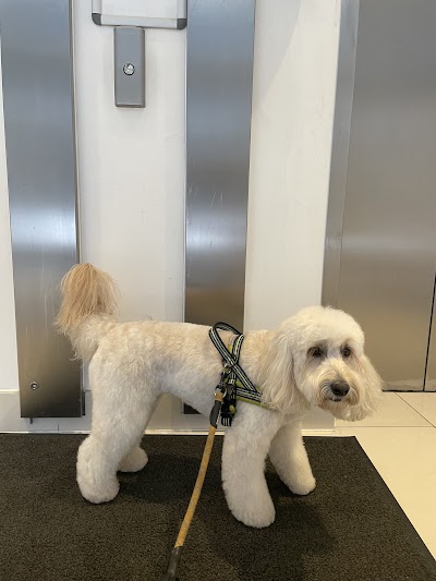 Photo associated with London Dog Grooming Co.Battersea