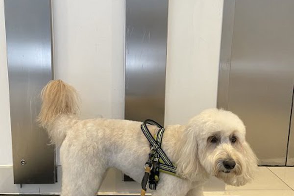 Photo associated with London Dog Grooming Co.Battersea
