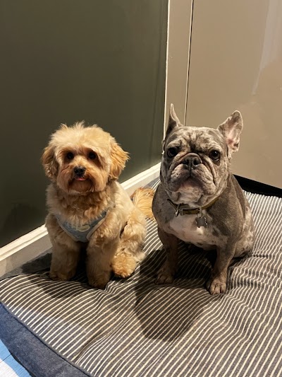 Photo associated with London Dog Grooming Co.Battersea