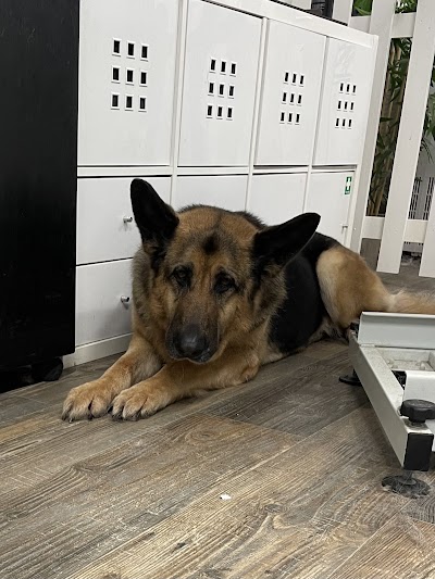 Photo associated with Eric & Jessies Professional Dog Grooming