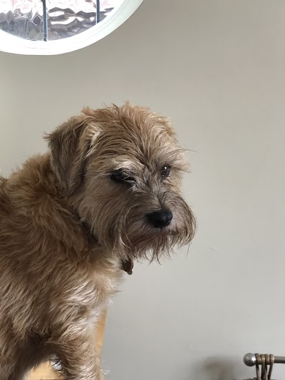 Photo associated with Clarke's Dogs Professional Grooming