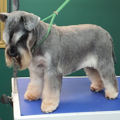 Photo associated with Clarke's Dogs Professional Grooming