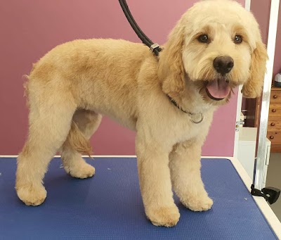 Photo associated with Clarke's Dogs Professional Grooming