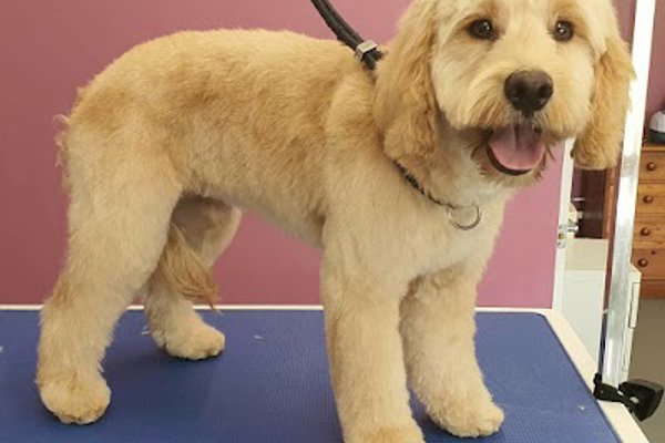 Photo associated with Clarke's Dogs Professional Grooming