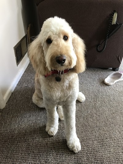 Photo associated with Happy Tails Dog Grooming