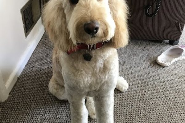 Photo associated with Happy Tails Dog Grooming