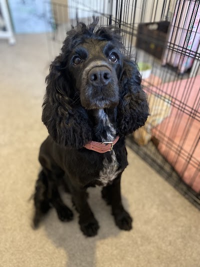 Photo associated with Happy Tails Dog Grooming