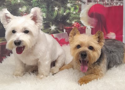 Photo associated with Rachel's dog grooming service - Latchford