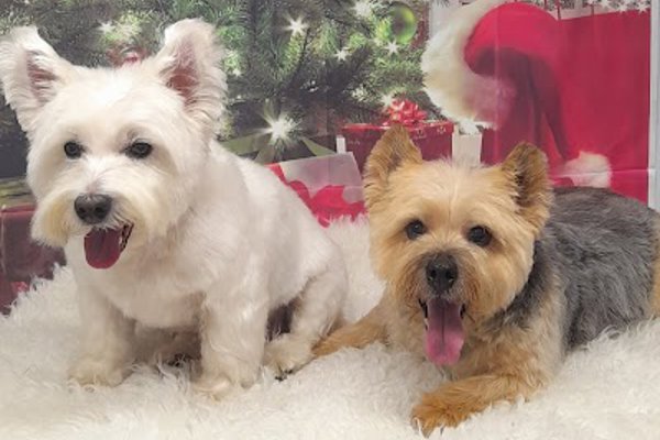 Photo associated with Rachel's dog grooming service - Latchford