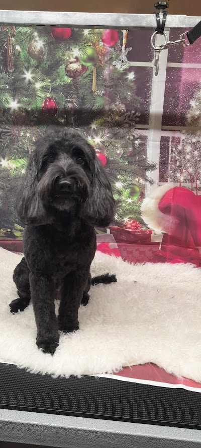 Photo associated with Rachel's dog grooming service - Latchford