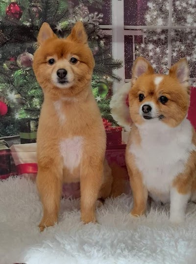 Photo associated with Rachel's dog grooming service - Latchford
