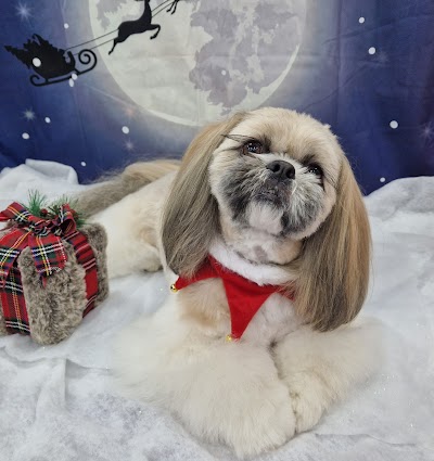 Photo associated with Feels Like Home Dog Grooming