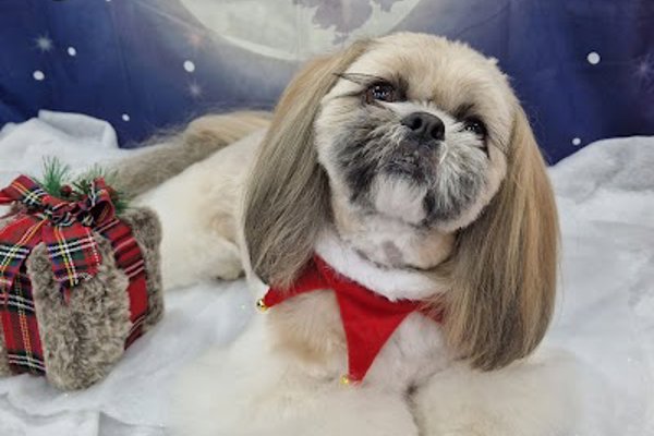 Photo associated with Feels Like Home Dog Grooming