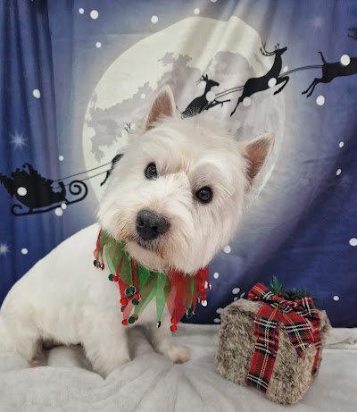 Photo associated with Feels Like Home Dog Grooming