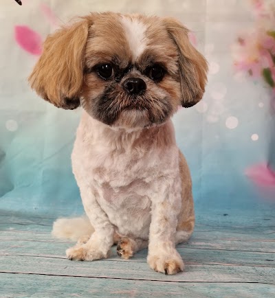 Photo associated with Feels Like Home Dog Grooming