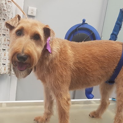 Photo associated with My Fur Lady, Mobile Dog Stylist