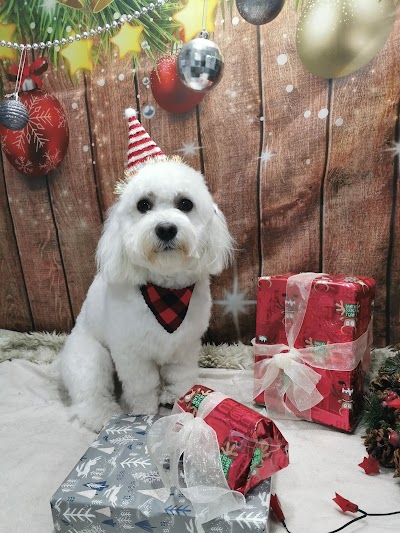 Photo associated with My Fur Lady, Mobile Dog Stylist