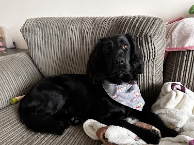 Photo associated with Harriet's Dog Spa