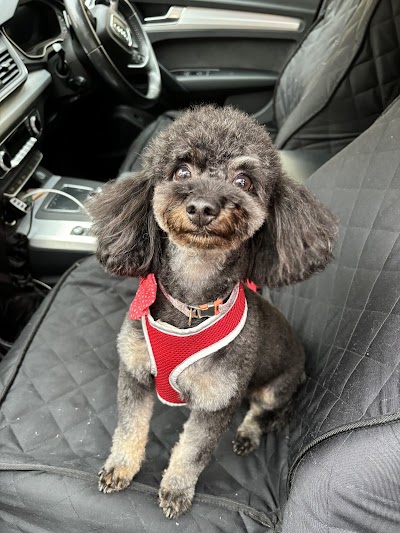 Photo associated with Harriet's Dog Spa